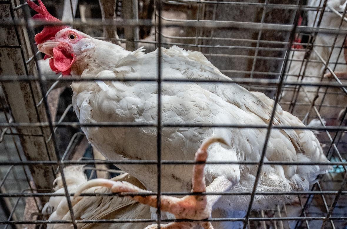 Chickens in factory farm cages