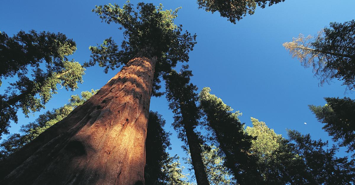 Sequoia Trees