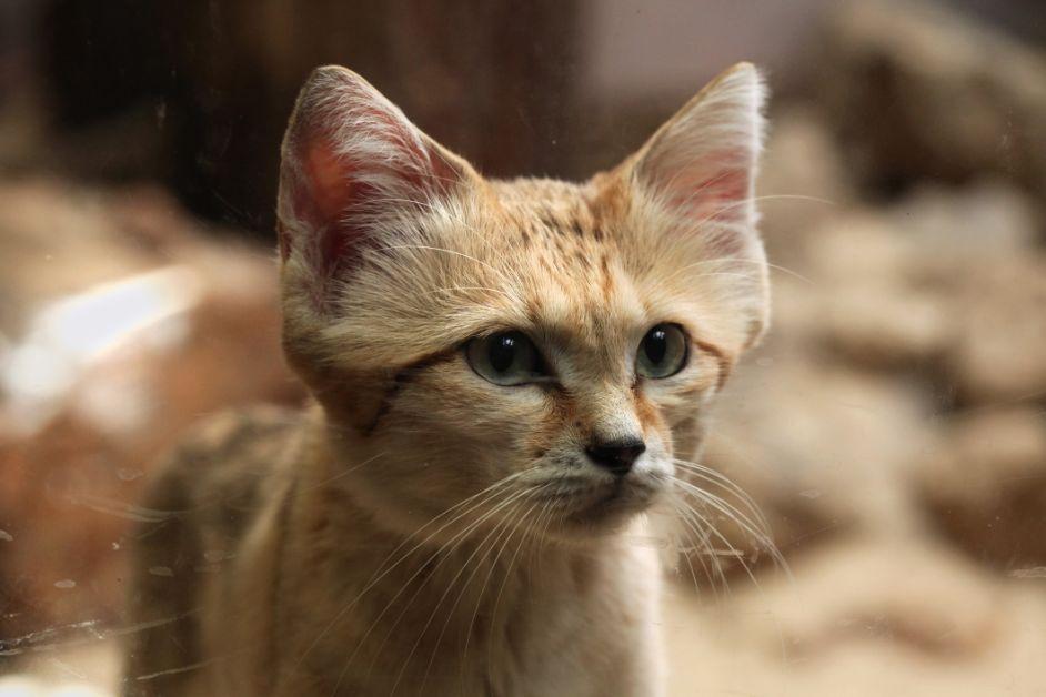 A close-up photo of a sand cat behind glass. 