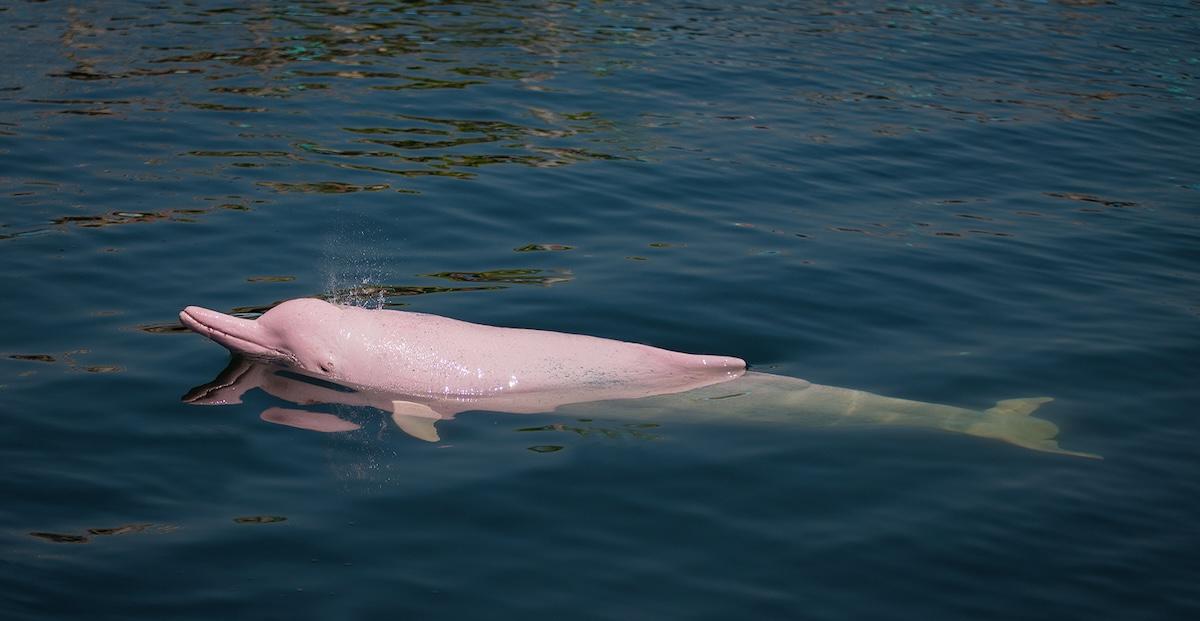 Pink dolphin in water