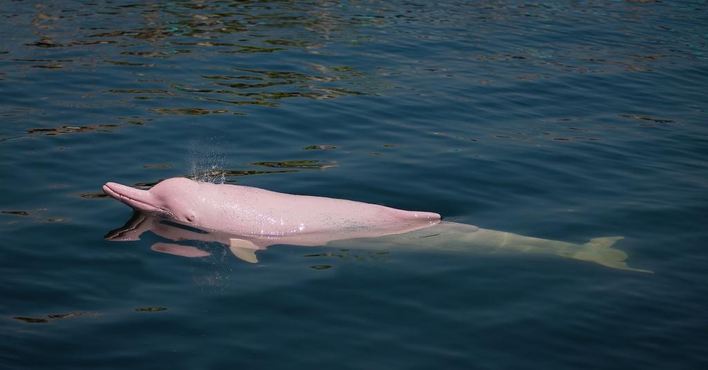 Pink Dolphin in water