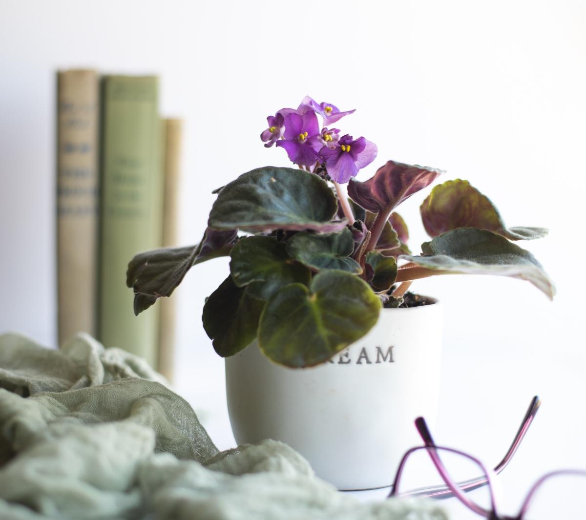 African violet in white pot with the word "dream"