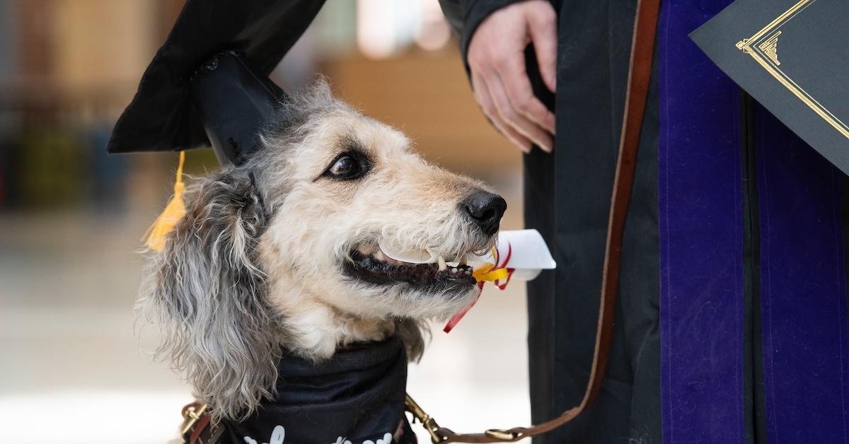 Dog holding their dogtorate.