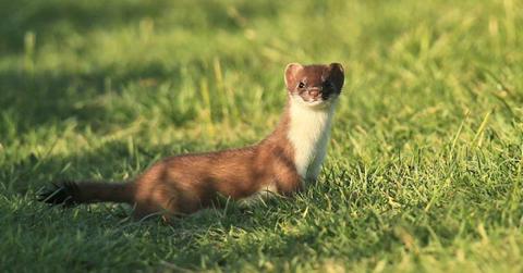 A startled stoat looking at the camera. (Representative Cover Image Source: Getty Images | photography by Linda Lyon)