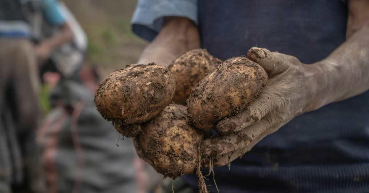 A farmer picks fresh potatoes from a farm. (Representative Cover Image Source: Pexels | Shiwa Yachachin)