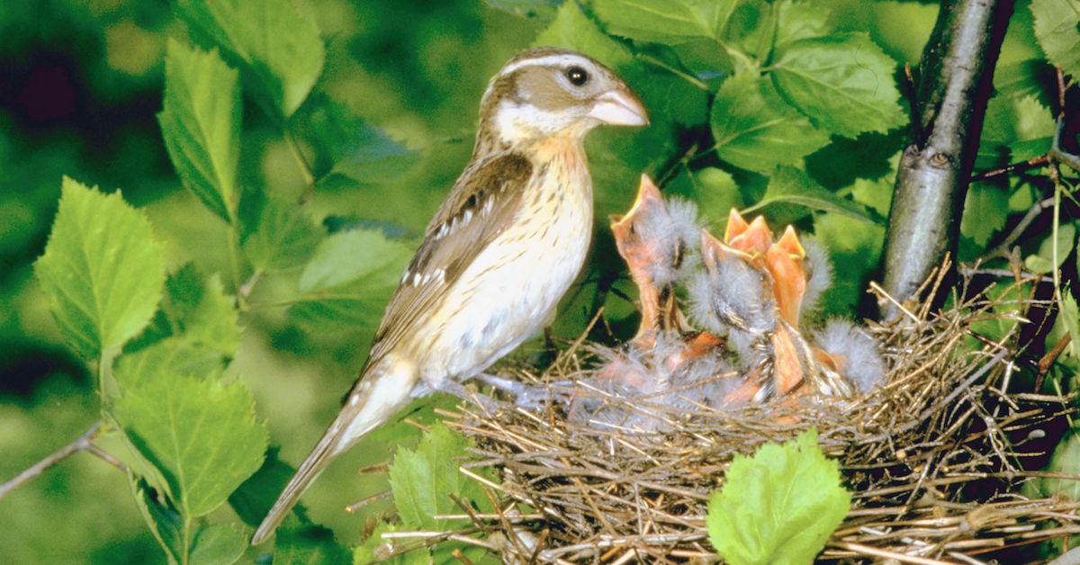 baby birds feeding in nest