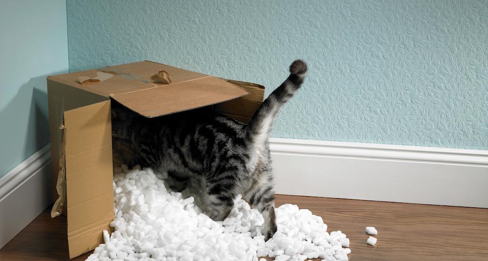 Why Do Cats Like Cardboard? The Reasons Are Fashinating
