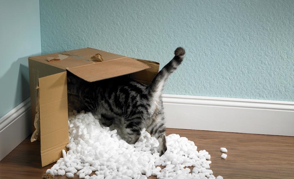 Why Do Cats Like Cardboard? The Reasons Are Fashinating