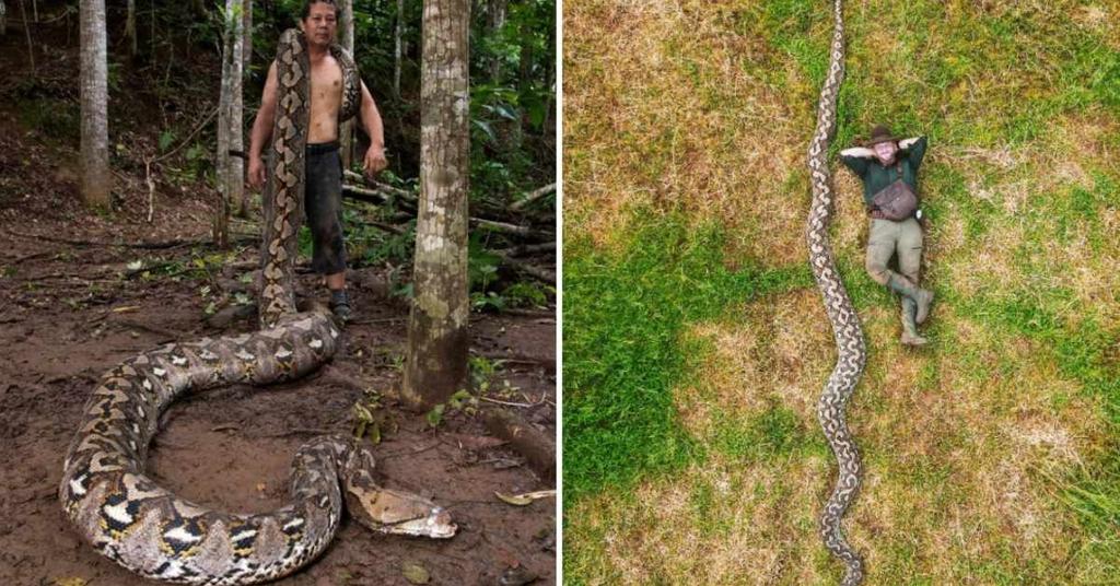 23-Foot Wild Python Is Officially the World's Longest. But Experts Don ...
