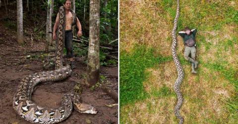 (L) Local conservationist Budi Purwanto with the python; (R) Drone photo of Radu Frentiu with the python (Cover Image Source: Instagram | @guinnessworldrecords)