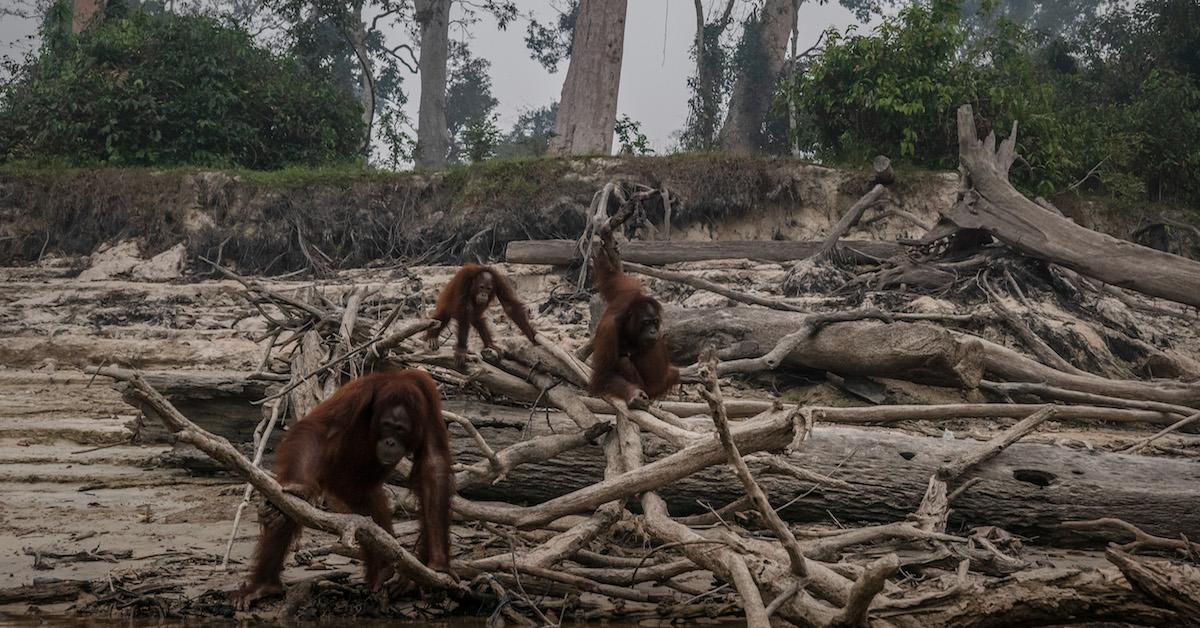 How does palm oil lead to deforestation