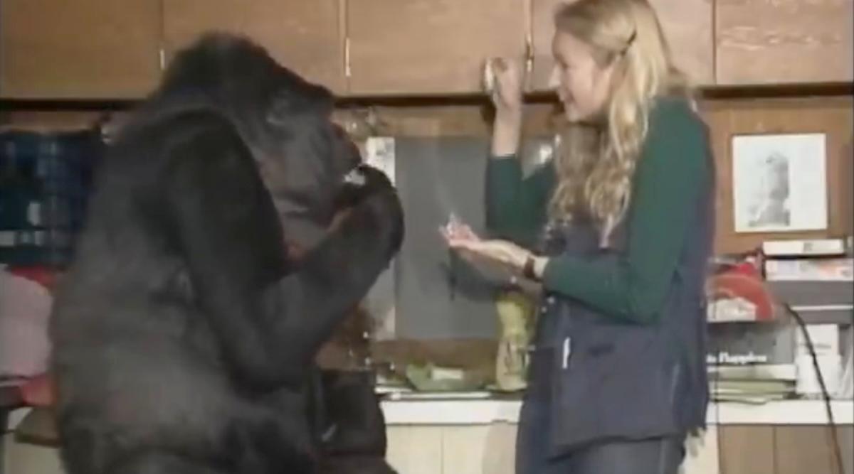 francine penny koko gorilla