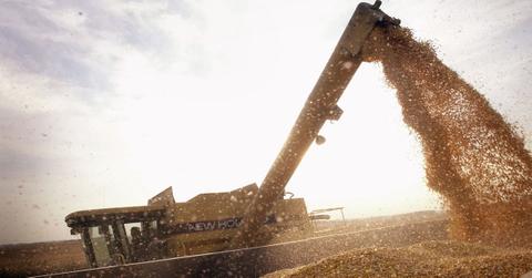 genetically modified gmo