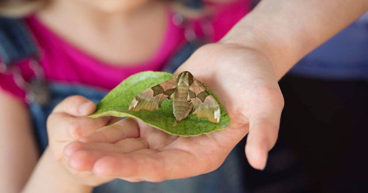 A kid holding a leaf on her palm where a moth sits to lay eggs. (Representative Cover Image Source: Getty Images | Elva Etienne)