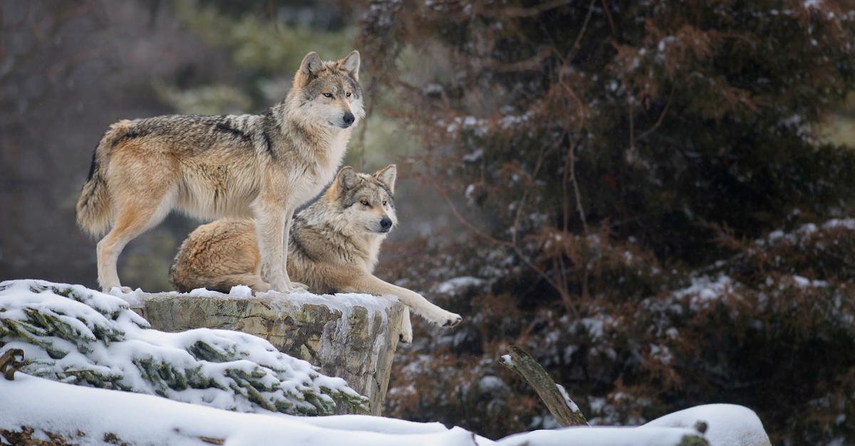 Mexican Wolf