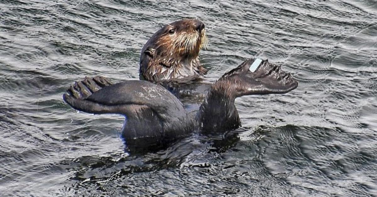 A Southern sea otter interferes with a surfer's swim in Santa Cruz, Calif.