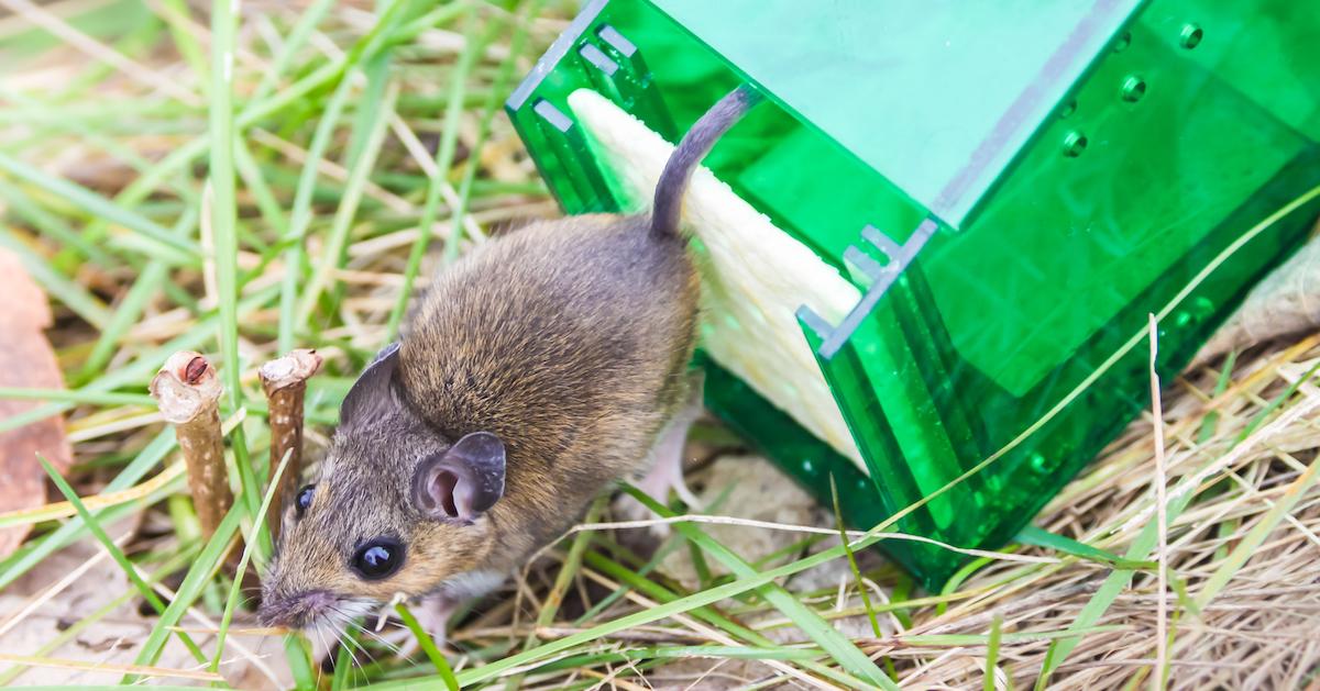 Live Mouse Trap, Humane Rat Trap Effective For Catching Mice