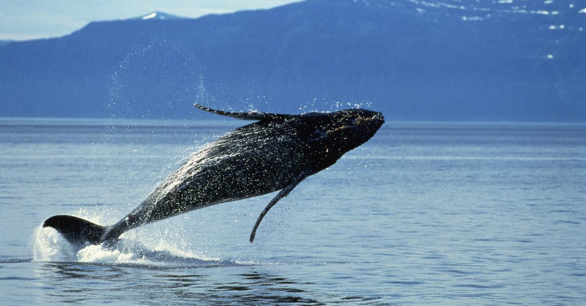 Are Humpback Whales No Longer Endangered? Here’s What We Know