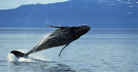 Whales Endangered