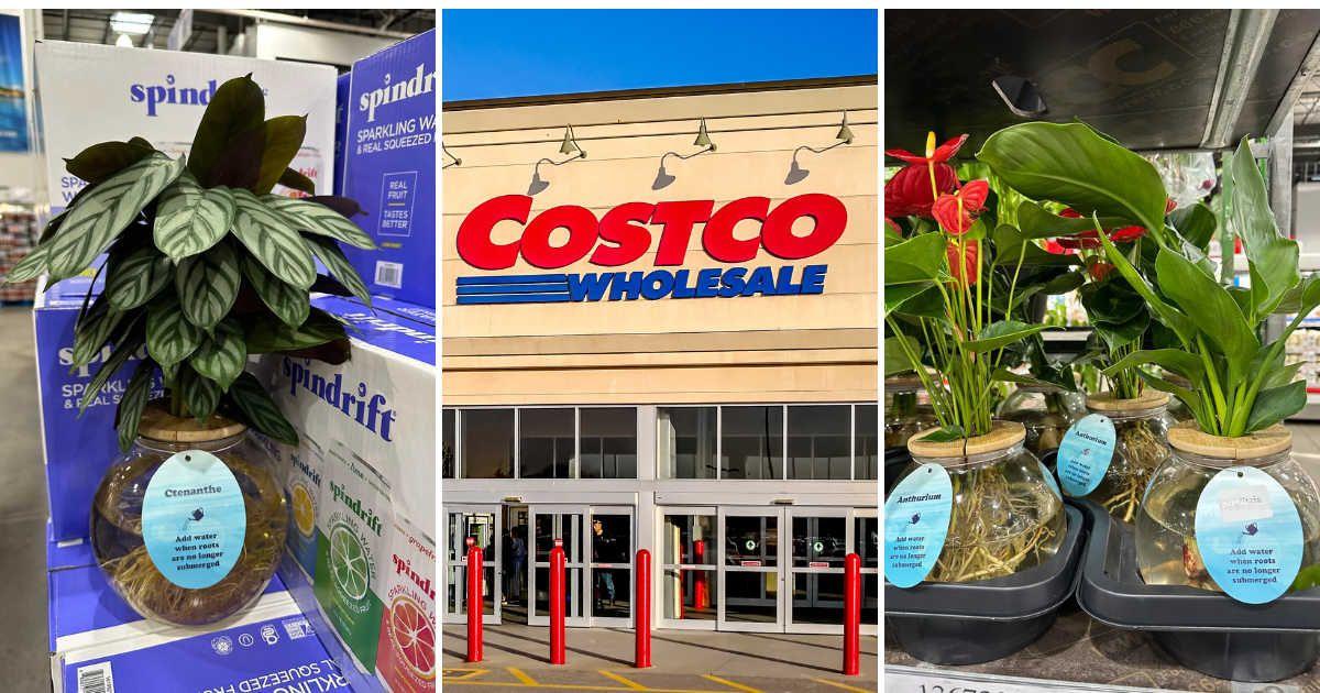 (L) & (R) Water culture plants in Costco (Cover Image Source: Reddit | u/rolling_egg ) | (C) Costco wholesale outlet featuring its logo. (Representative Cover Image Source: Getty Images | JHVE Photos)