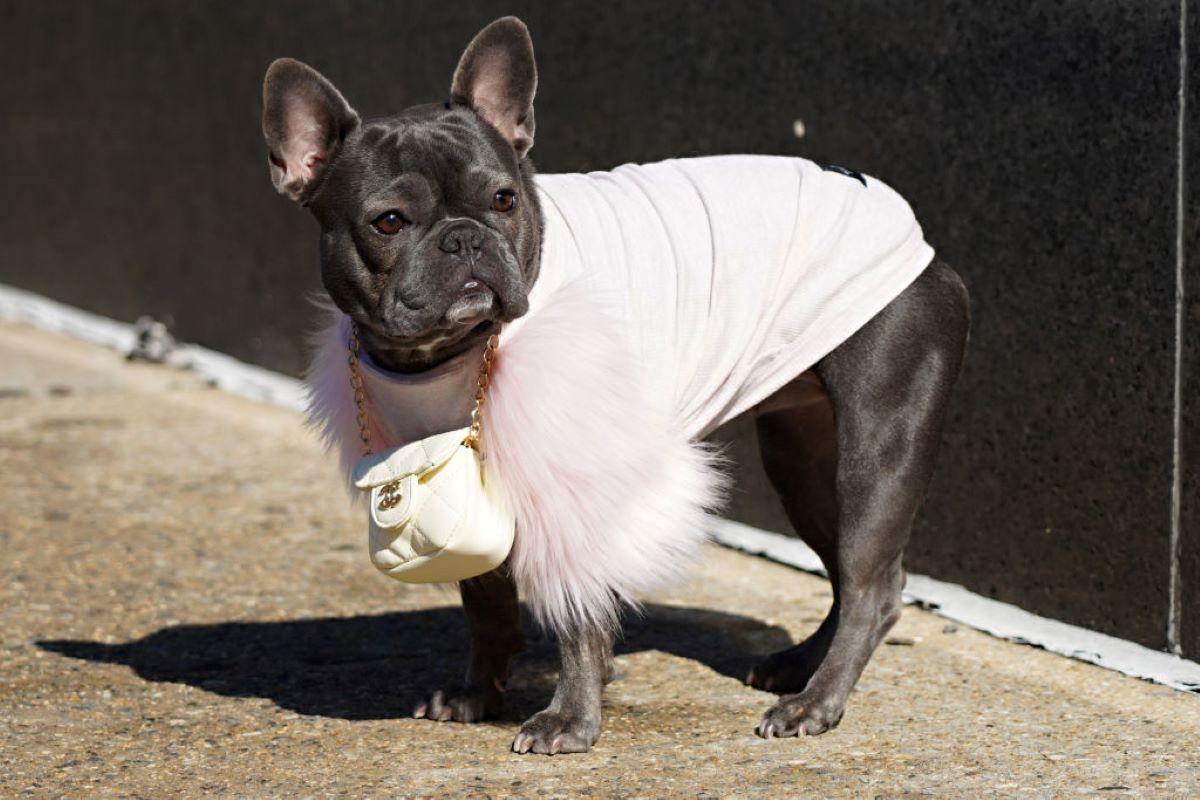 Why Are French Bulldogs So Expensive?