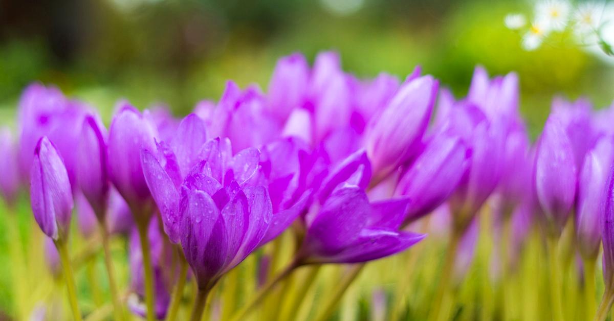 autumn crocus toxic dogs