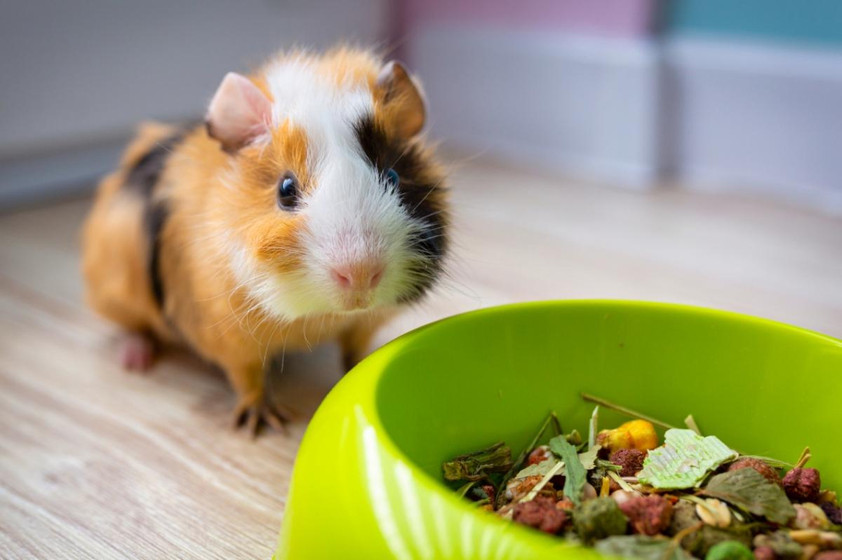 multi-colored guinea pig with green food bowl