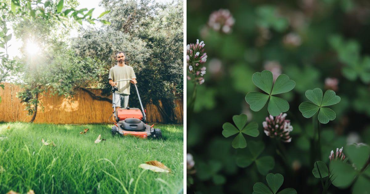 (L) A man mowing his grass lawn; (R) A bush of clover plants. (Representative Cover Image Source: Getty Images | (L) Maria Korneeva; (R) Diaconescu Vlad/500px)
