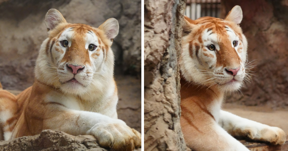 Ava the strawberry tiger