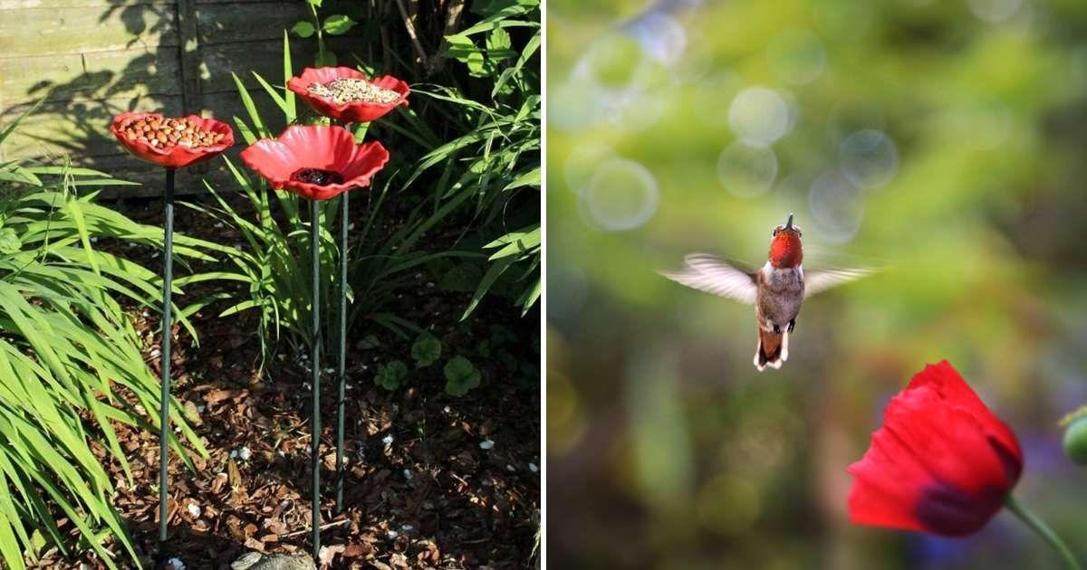 (L) Poppy-shaped red bird feeders (Cover Image Source: eBay) | (R) A hummingbird fluttering near a poppy flower. (Representative Cover Image Source: Getty Images | Diana Haronis)