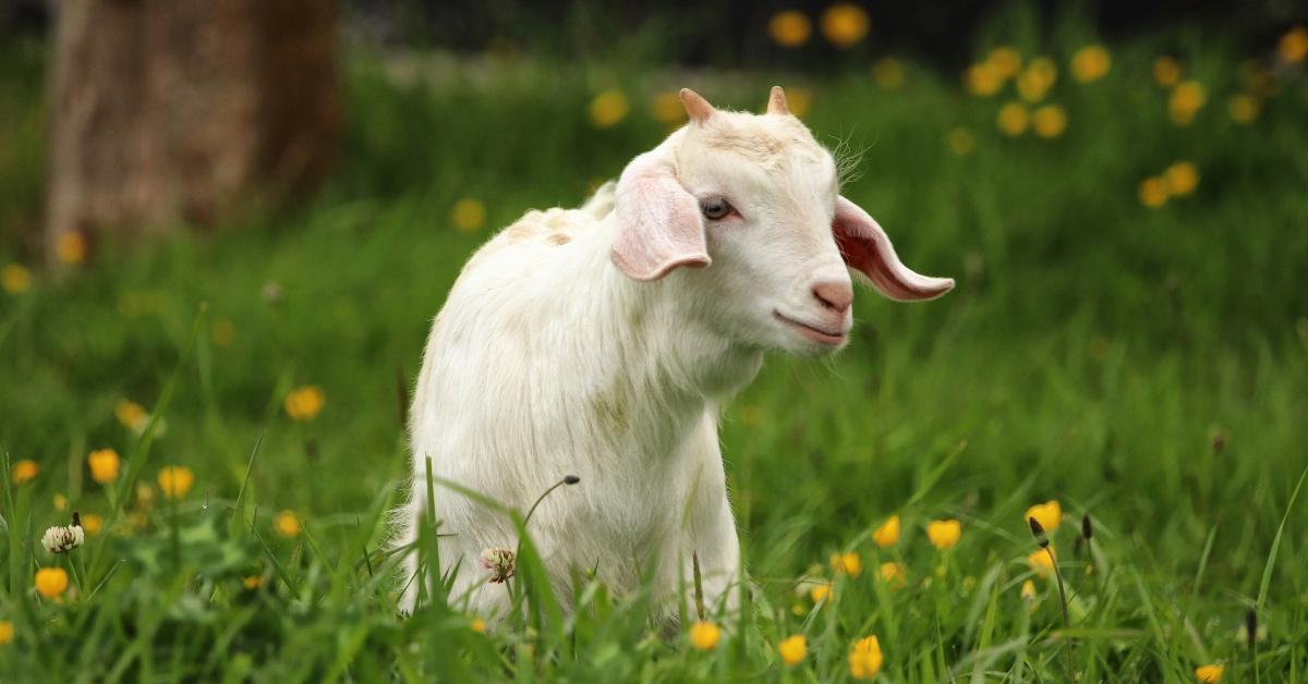 White goat sitting in a field of yellow flowers. 