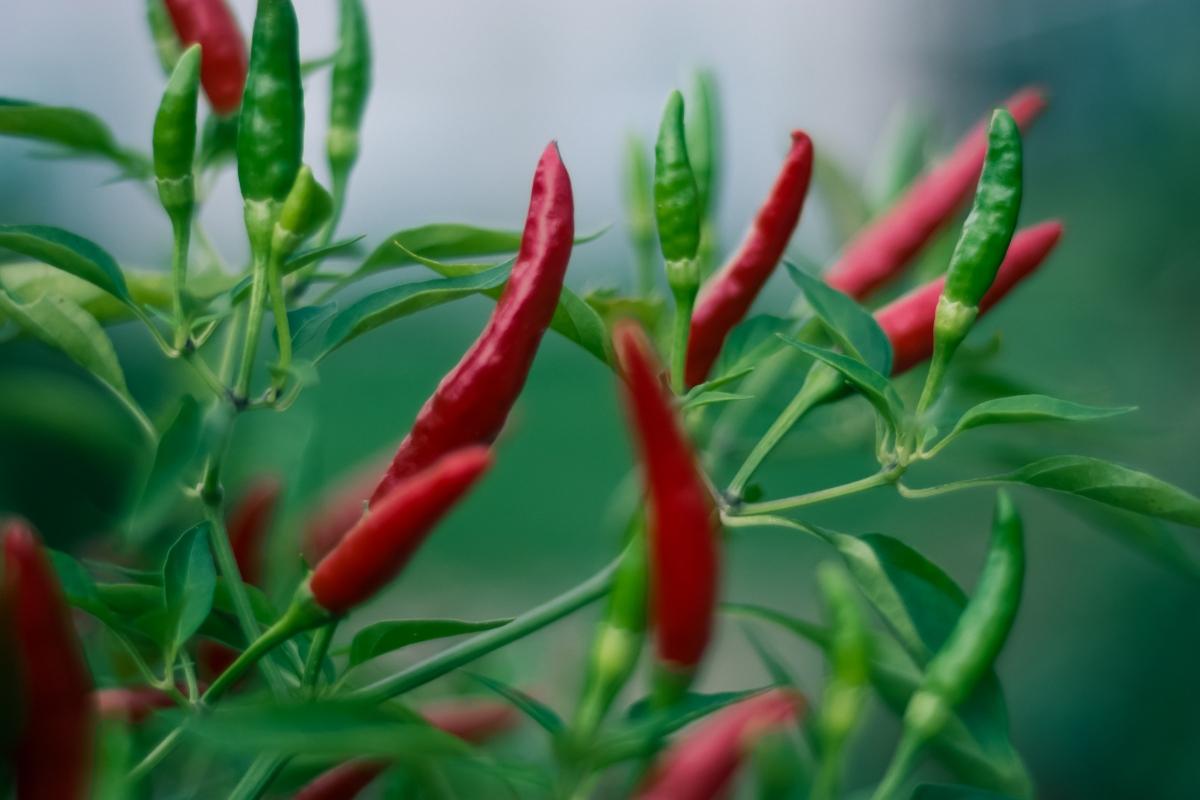 chili pepper plant