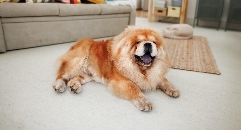 A Chow Chow laying on the floor of a living room. 