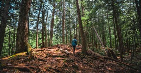 A person in a forest. (Representative Cover Image Source: Getty Images | Wirestock)