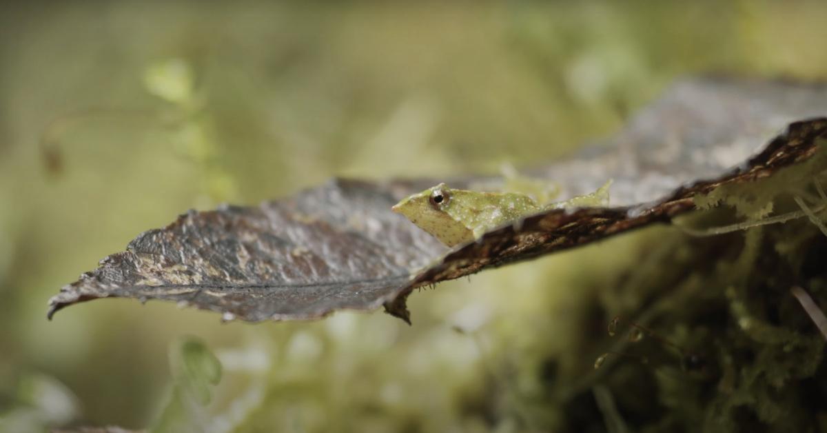 A Darwin's frog perched on a leaf in the Chilean rainforest.