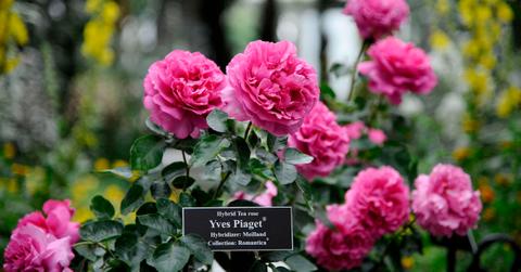 How to transplant a rose bush