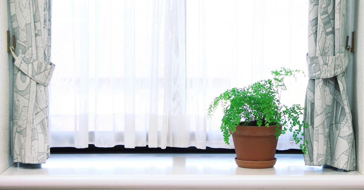 maidenhair fern indoor plant