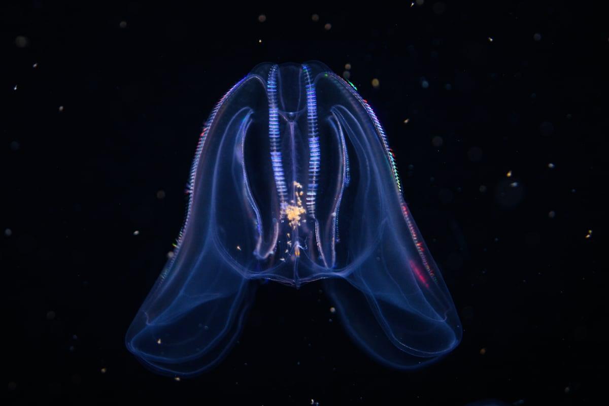 pn/fedf be  bbb faafa