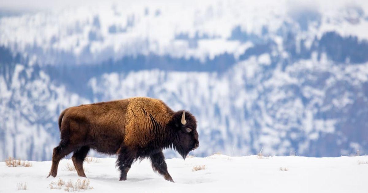 American Bison on a mountain ridge in winter snow (Representative Cover Image Source: Getty Images | KenCanning)