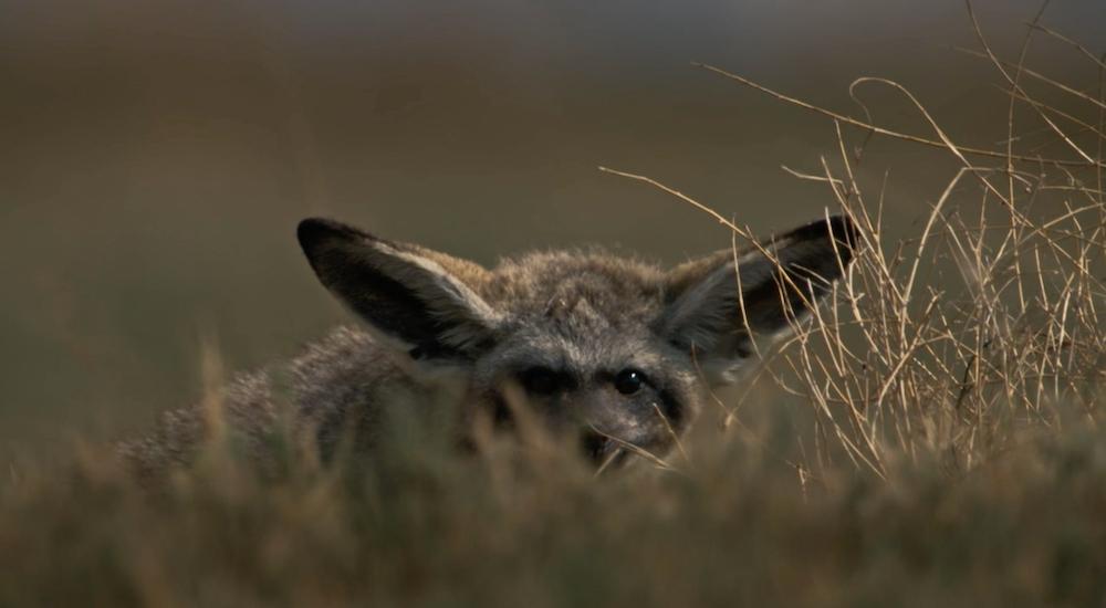 Bat-Eared Fox