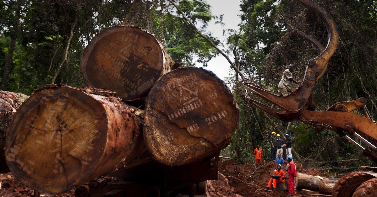 Congo Deforestation