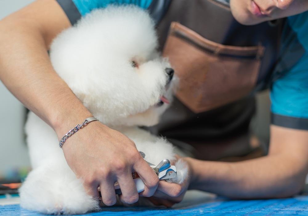 Trimming a Dog's Nails