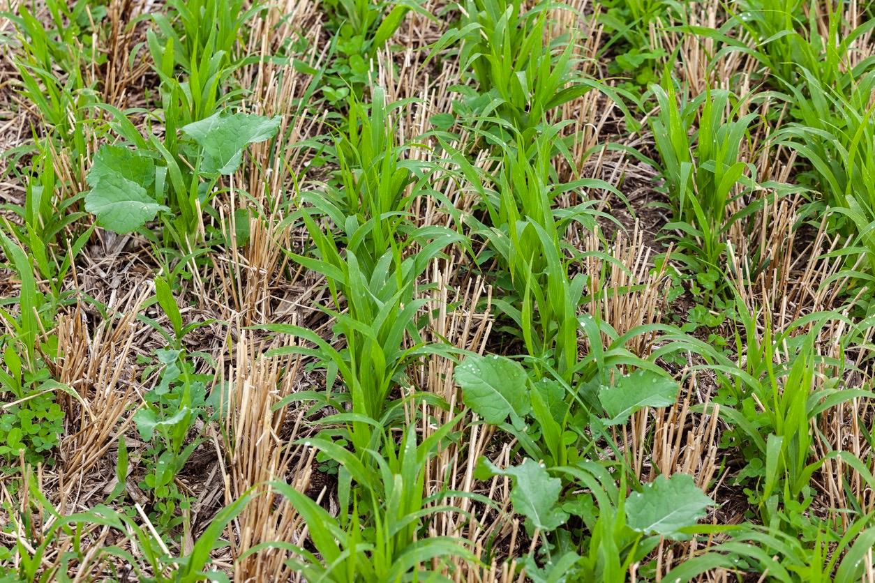 Cover Crops