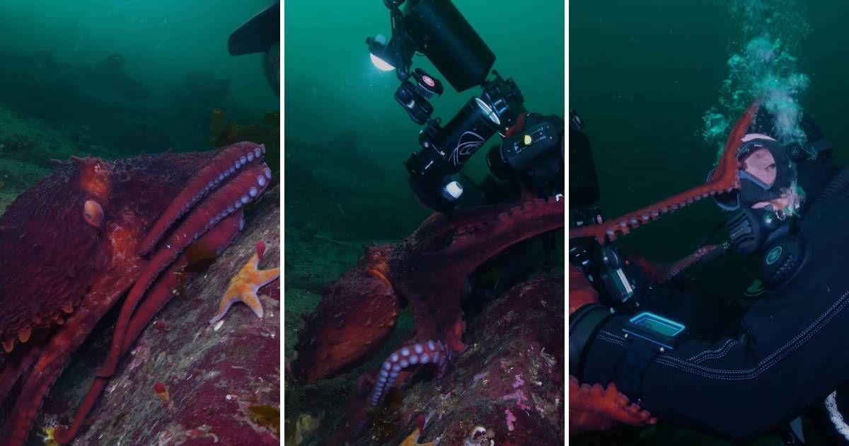 Diver encounters an otherworldly Giant Pacific Octopus who unexpectedly gives him a hug (Cover Image Source: Instagram | @roneydives)