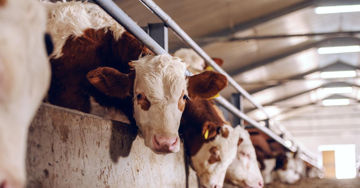 Cow Farmers New Zealand