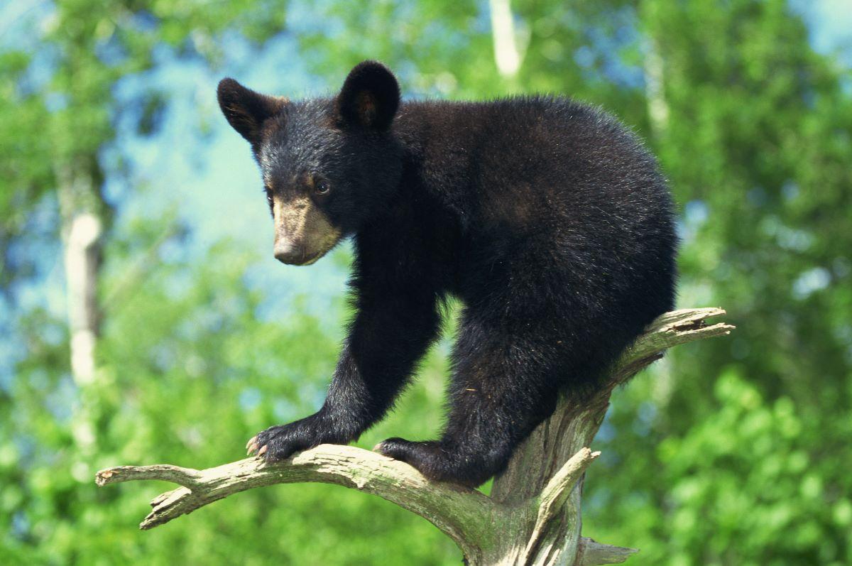 A black bear cub climbing a tree
