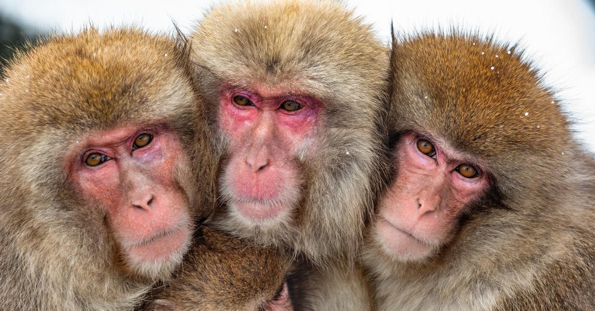 Close-up photo of group of Japanese macaques in the snow