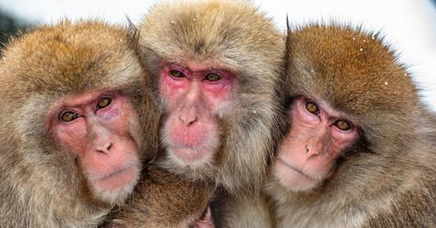 Close-up photo of group of Japanese macaques in the snow