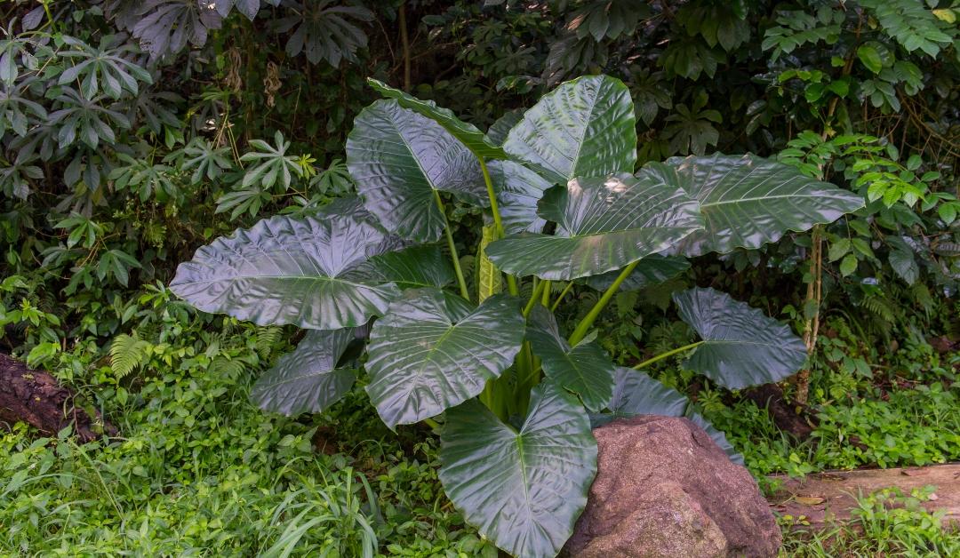 A Philodendron is growing along a trail in front of a rock 