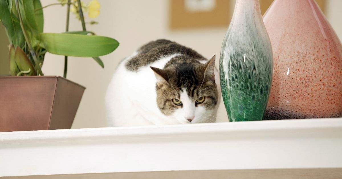 A grey and white cat on a shelf next to plants. 